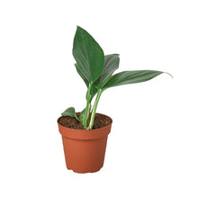 Load image into Gallery viewer, Philodendron &#39;Dragon Tail&#39;