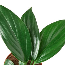 Load image into Gallery viewer, Philodendron &#39;Dragon Tail&#39;