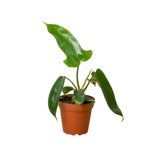 Load image into Gallery viewer, Philodendron &#39;Florida Green&#39;