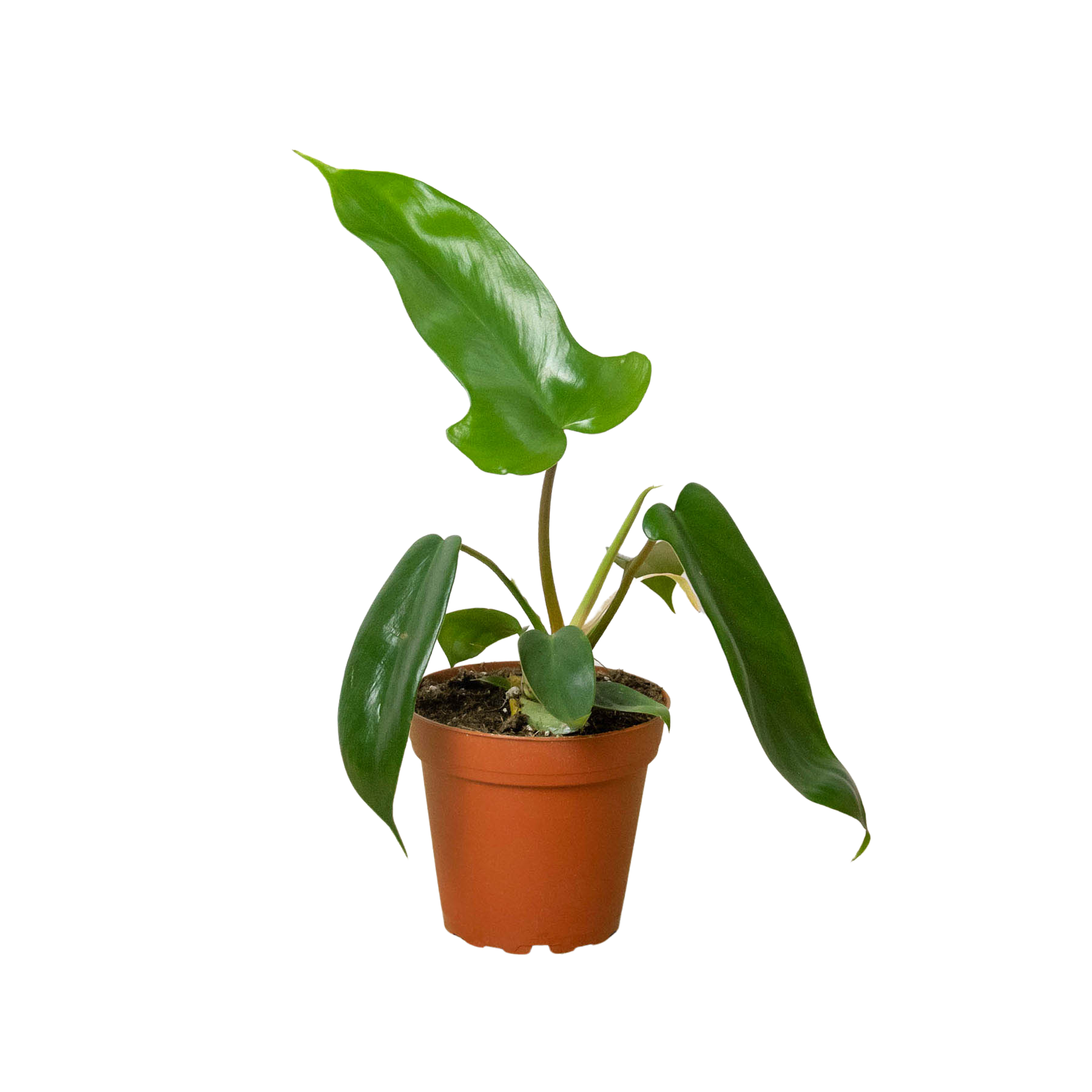 philodendron florida green flower Philodendron 'Florida Green' – Mickey Hargitay Plants