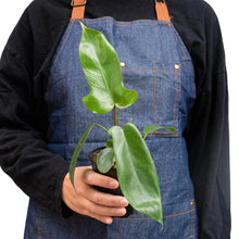 Load image into Gallery viewer, Philodendron &#39;Florida Green&#39;