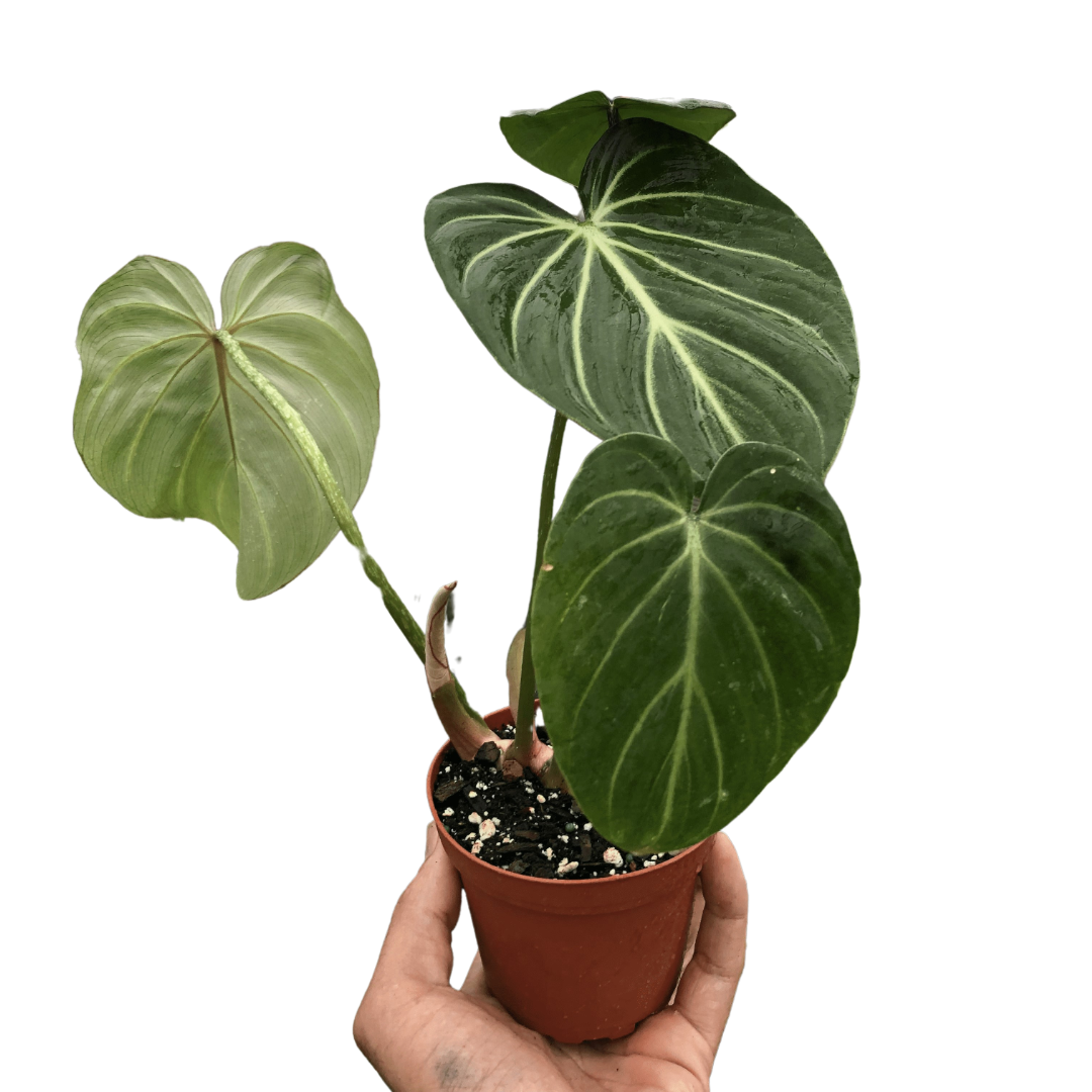 Philodendron Gloriosum – Mickey Hargitay Plants