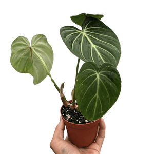 ndark green philodendron Philodendron Gloriosum – Mickey Hargitay Plants