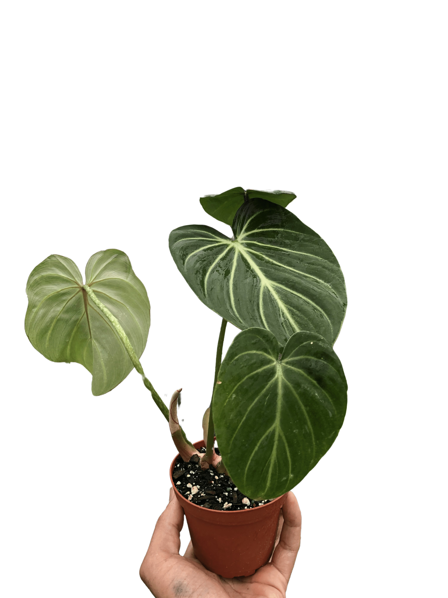 philodendron gloriosum types Philodendron Gloriosum Silver Veins
