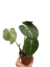 Load image into Gallery viewer, Philodendron Gloriosum