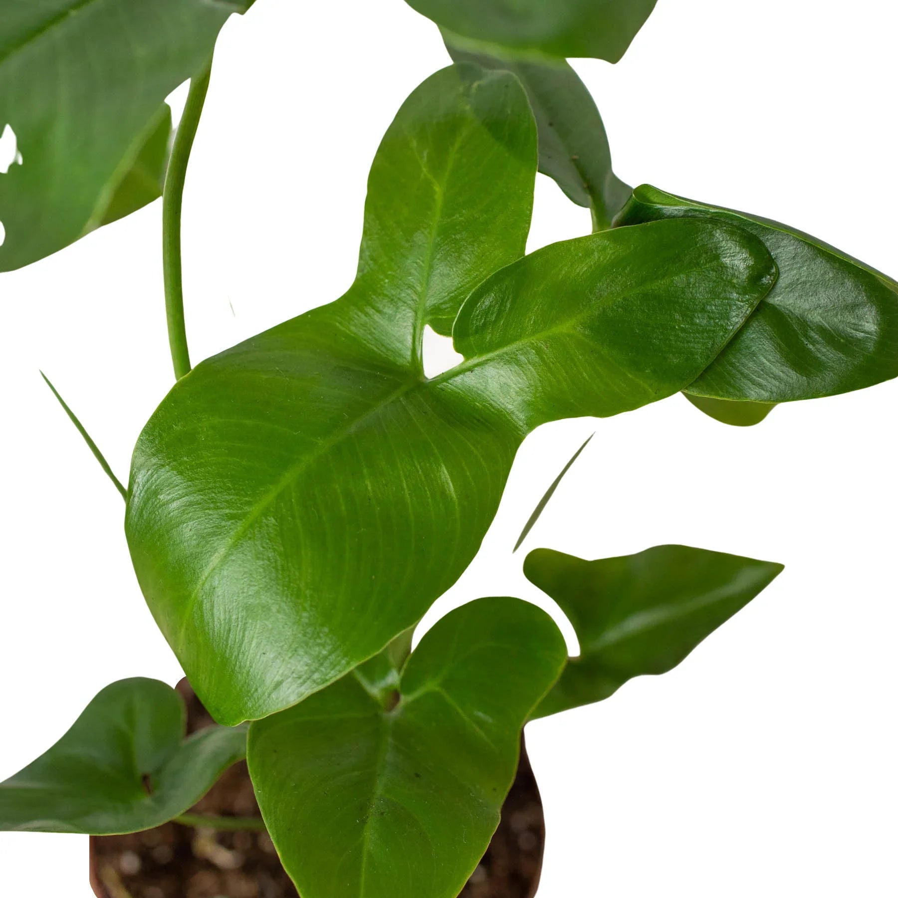 philodendron finger leaf Philodendron 'Goeldii' – Mickey Hargitay Plants
