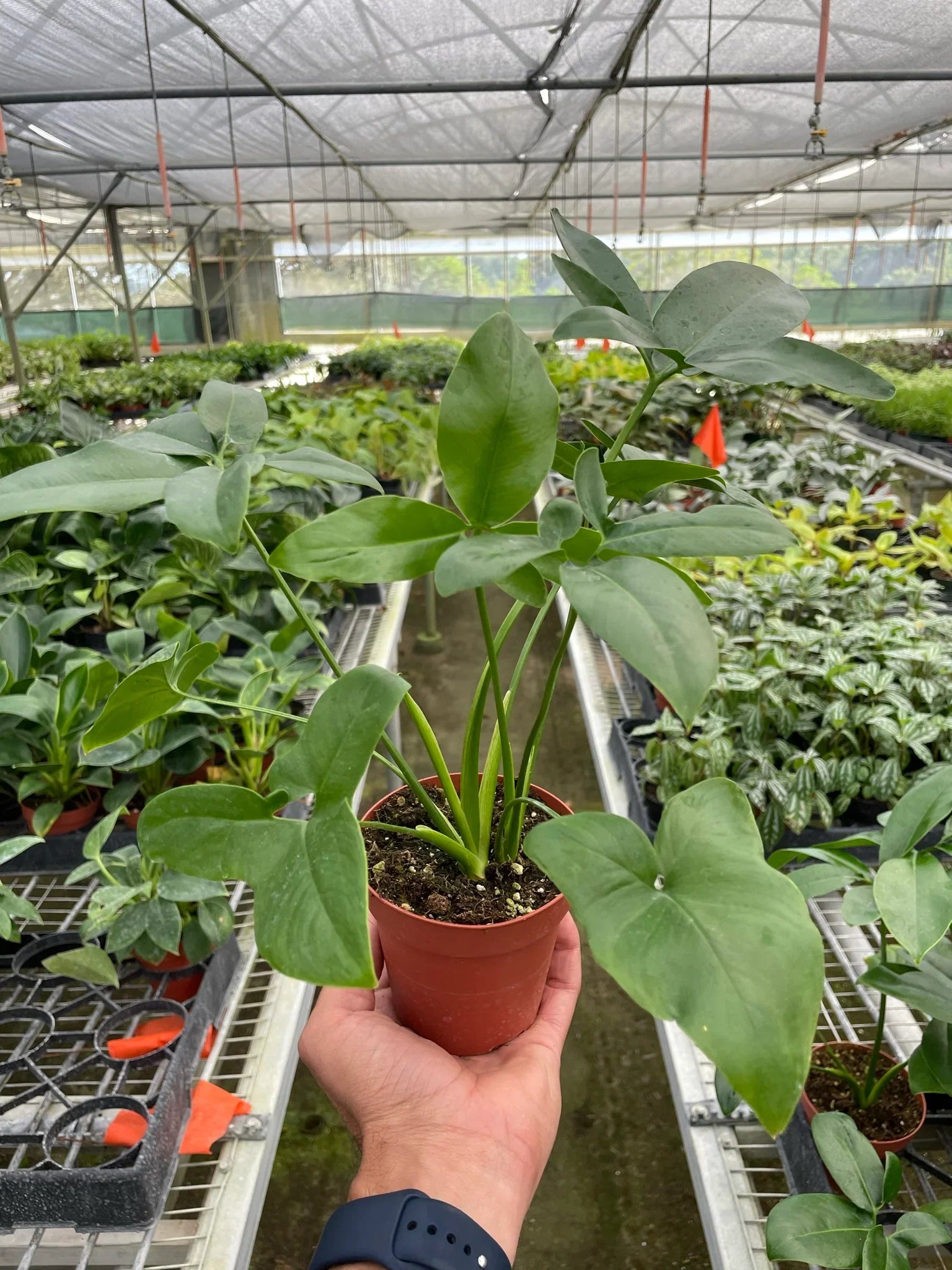 philodendron goeldii Philodendron 'Goeldii' – Mickey Hargitay Plants