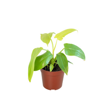 Load image into Gallery viewer, Philodendron &#39;Gold Violin&#39;