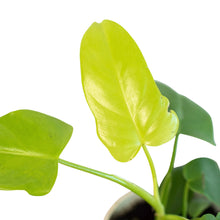 Load image into Gallery viewer, Philodendron &#39;Gold Violin&#39;