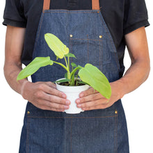 Load image into Gallery viewer, Philodendron &#39;Gold Violin&#39;