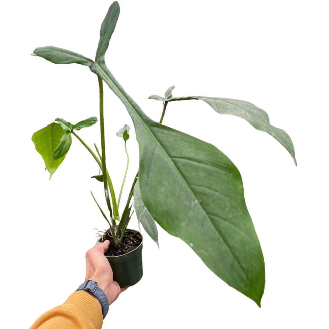 philodendron 69686 vs joepii 30 cm Philodendron Joepii House Plant 17 cm Pot