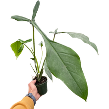 Load image into Gallery viewer, Philodendron &#39;Joepii&#39;