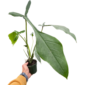 Philodendron 'Joepii' – Mickey Hargitay Plants Philodendron 'Joepii' – Mickey Hargitay Plants