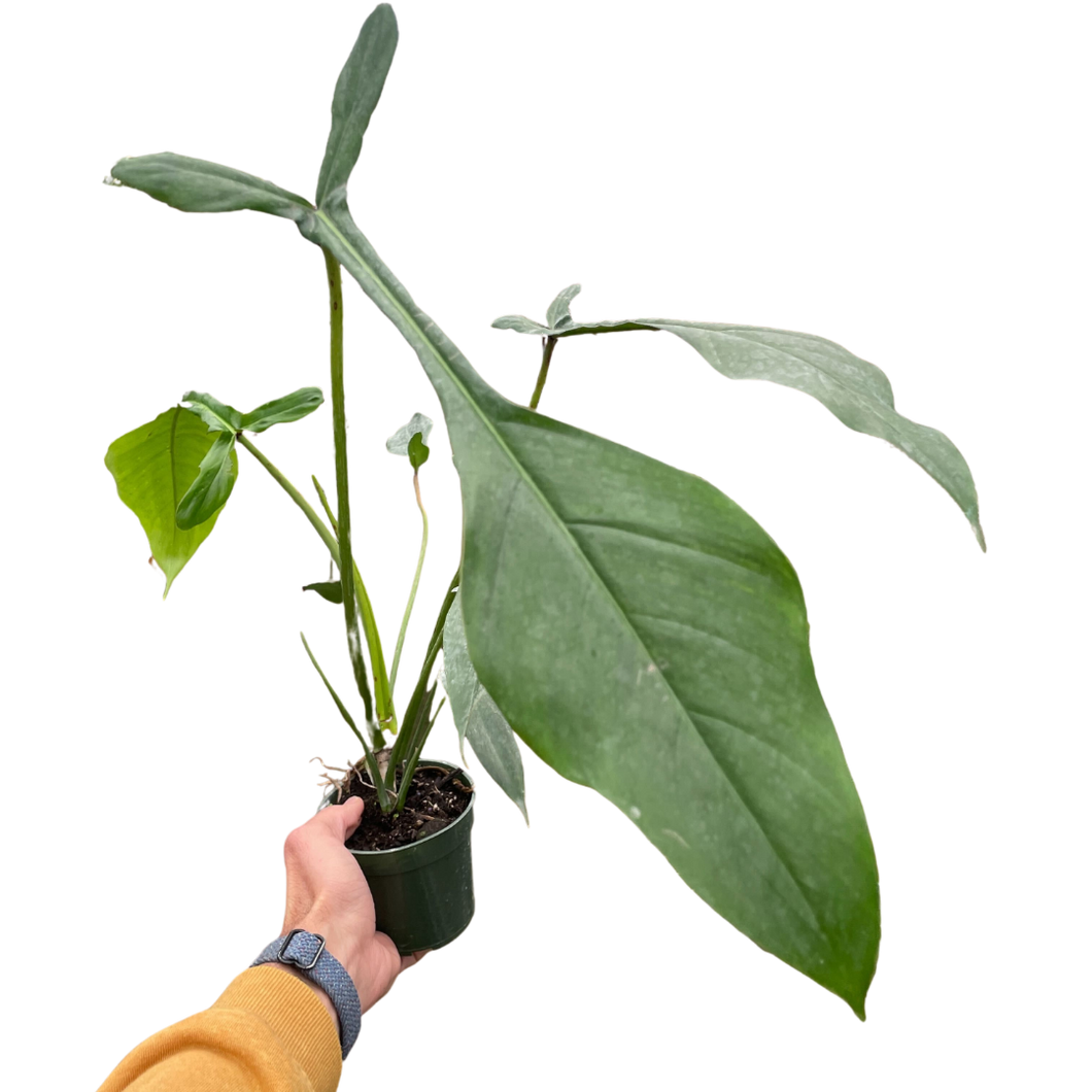 Philodendron 'Joepii' – Mickey Hargitay Plants Philodendron 'Joepii' – Mickey Hargitay Plants