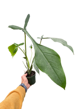 Load image into Gallery viewer, Philodendron &#39;Joepii&#39;