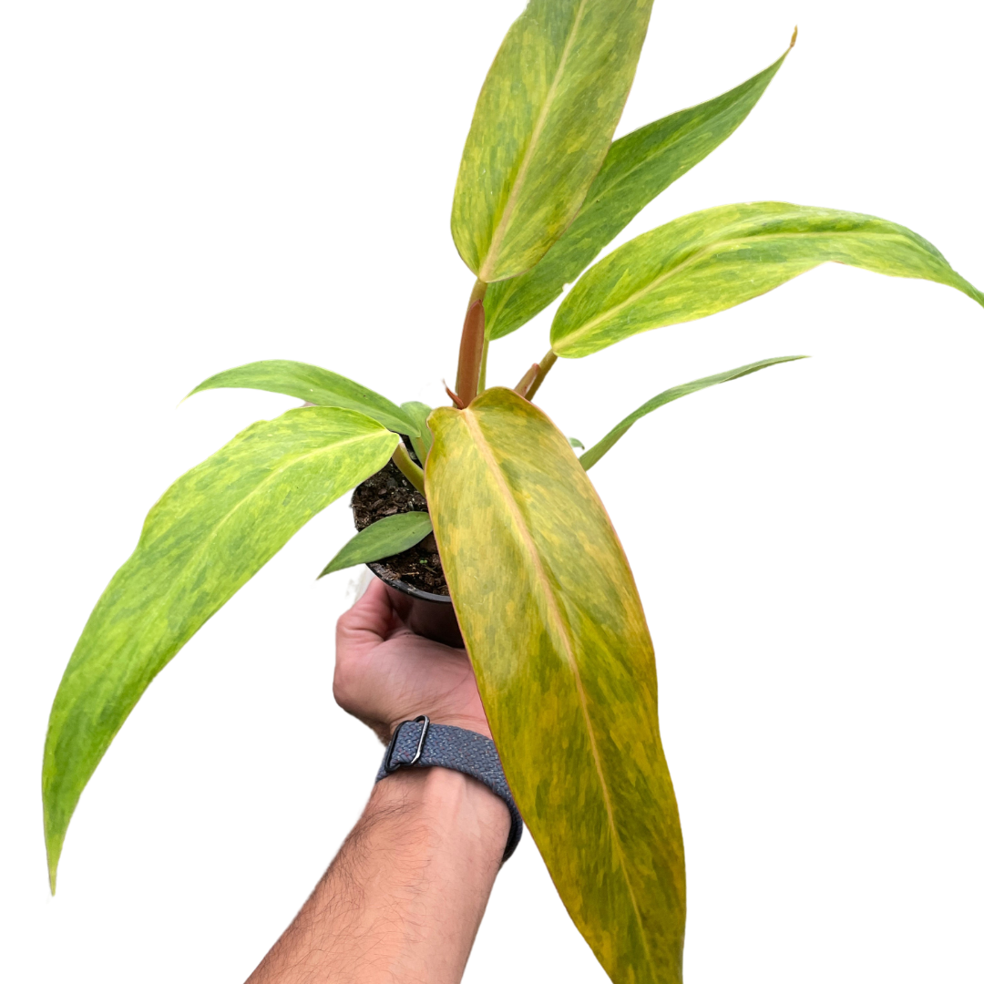 philodendron leaves are orange Philodendron 'Orange Marmalade' – Mickey Hargitay Plants