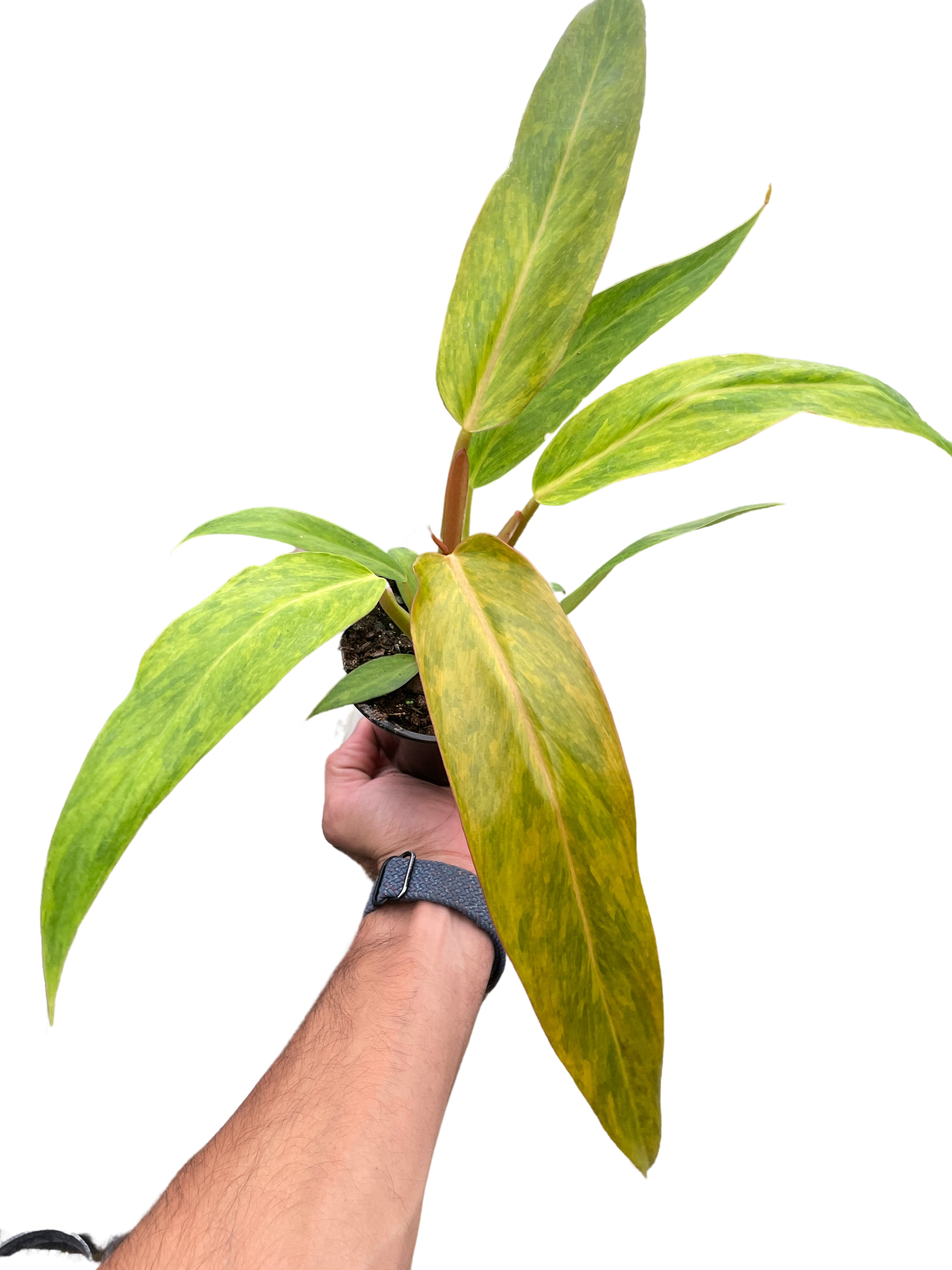 orange marmalade philodendron Philodendron 'Orange Marmalade' – Mickey Hargitay Plants