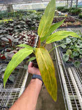 Load image into Gallery viewer, Philodendron &#39;Orange Marmalade&#39;