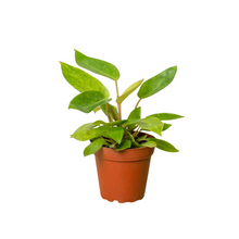 Load image into Gallery viewer, Philodendron &#39;Painted Lady&#39;