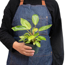 Load image into Gallery viewer, Philodendron &#39;Painted Lady&#39;