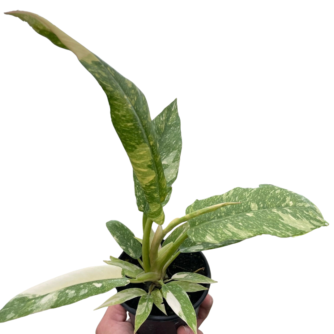 ring of fire philodendron variegated Philodendron Ring of Fire Variegated – Mickey Hargitay Plants