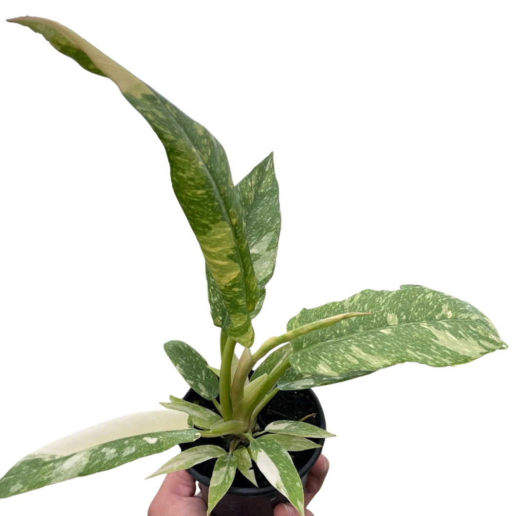 variegated ring of fire philodendron Philodendron Ring of Fire Variegated – Mickey Hargitay Plants