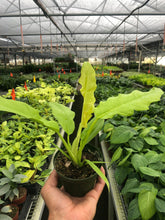 Load image into Gallery viewer, Philodendron &#39;Ring of Fire Gold&#39;