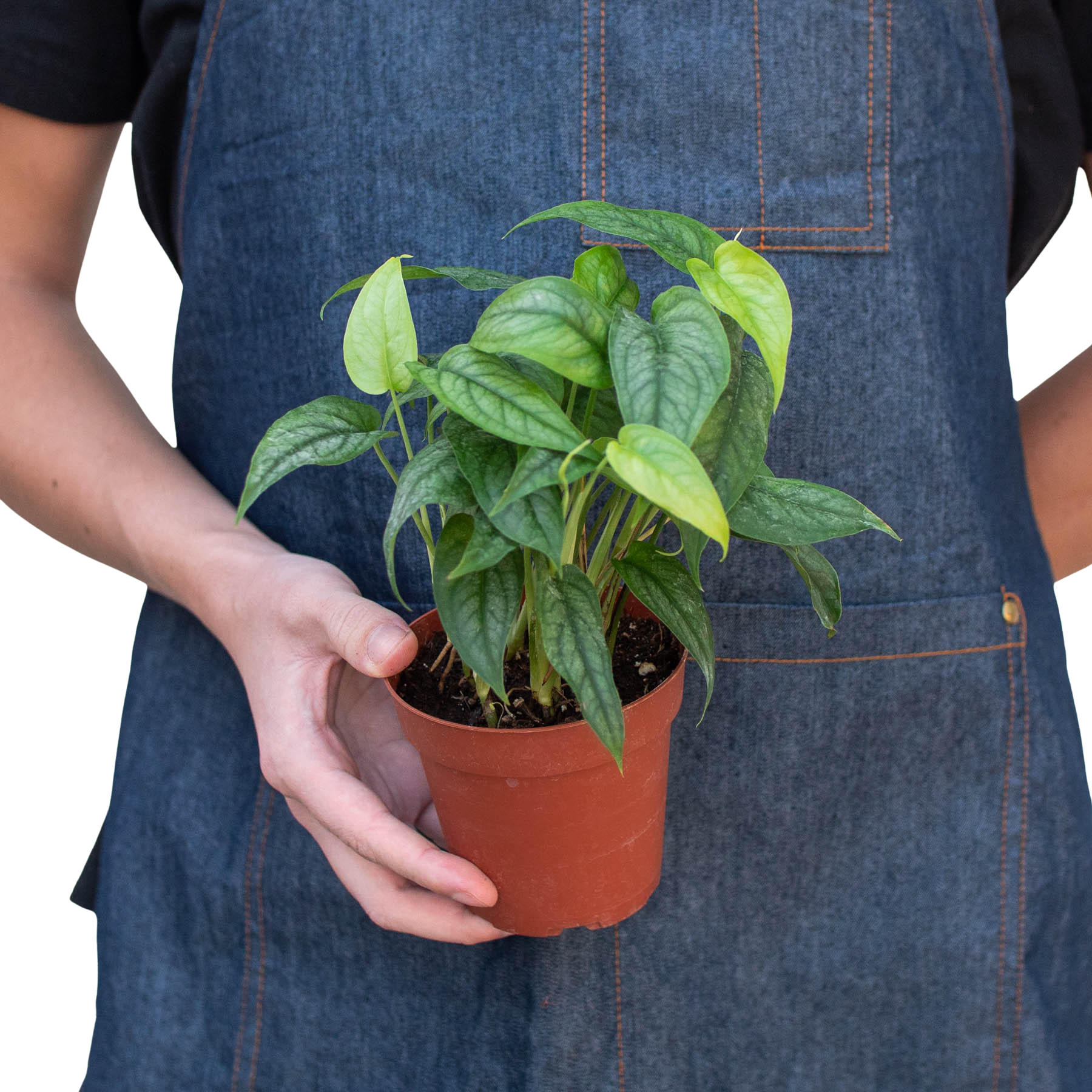 monstera siltepecana philodendron Monstera 'Siltepecana' – Mickey Hargitay Plants