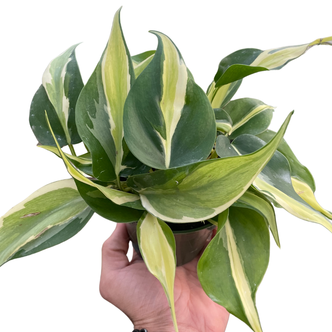 Rare Exotic Silver Stripe Philodendron 6