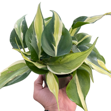 Load image into Gallery viewer, Philodendron &#39;Silver Stripe&#39;