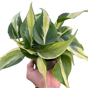 philodendron common name Philodendron 'Silver Stripe'