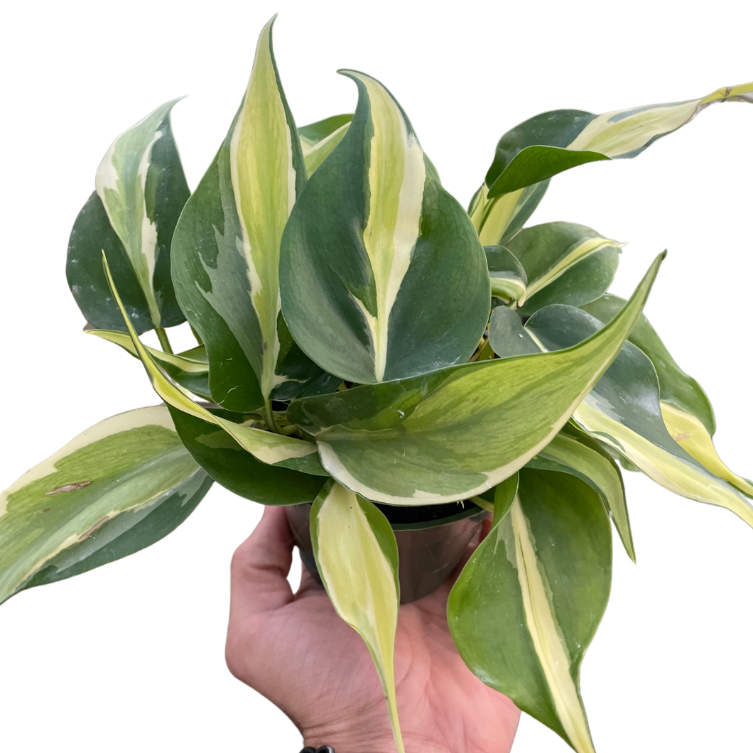 philodendron brasil vs rio vs silver stripe Philodendron 'Silver Stripe' – Mickey Hargitay Plants