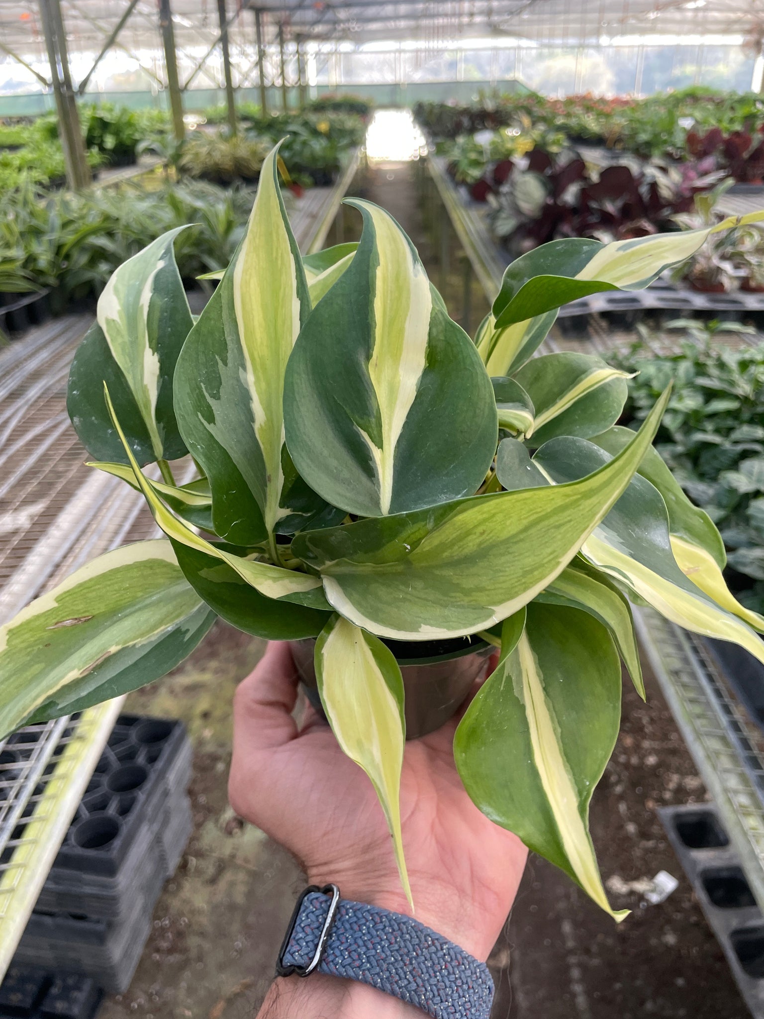 philodendron silver stripe vs rio Philodendron 'Silver Stripe'
