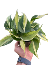 Load image into Gallery viewer, Philodendron &#39;Silver Stripe&#39;