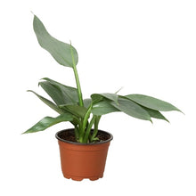 Load image into Gallery viewer, Philodendron &#39;Silver Sword&#39;