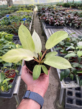Load image into Gallery viewer, Philodendron &#39;Snowdrift&#39;