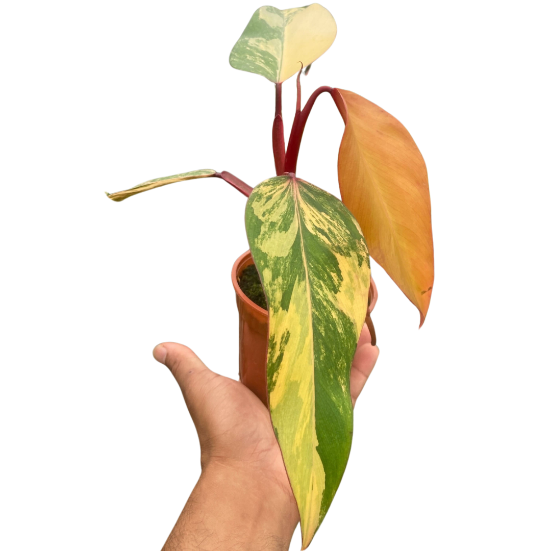 philodendron erubescens strawberry shake Philodendron 'Strawberry Shake'