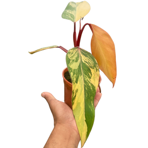 strawberry shake philodendron care Philodendron 'Strawberry Shake' – Mickey Hargitay Plants