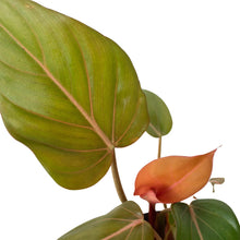 Load image into Gallery viewer, Philodendron &#39;Summer Glory&#39;
