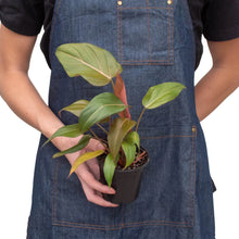 Load image into Gallery viewer, Philodendron &#39;Summer Glory&#39;