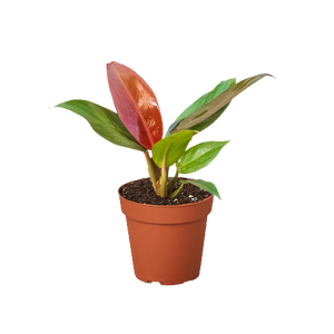 baby philodendron Philodendron ‘Sun Red’ Live Plant