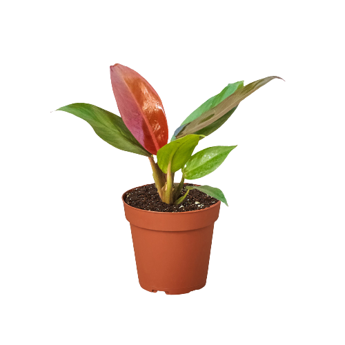 Philodendron 'Sun Red' – Mickey Hargitay Plants