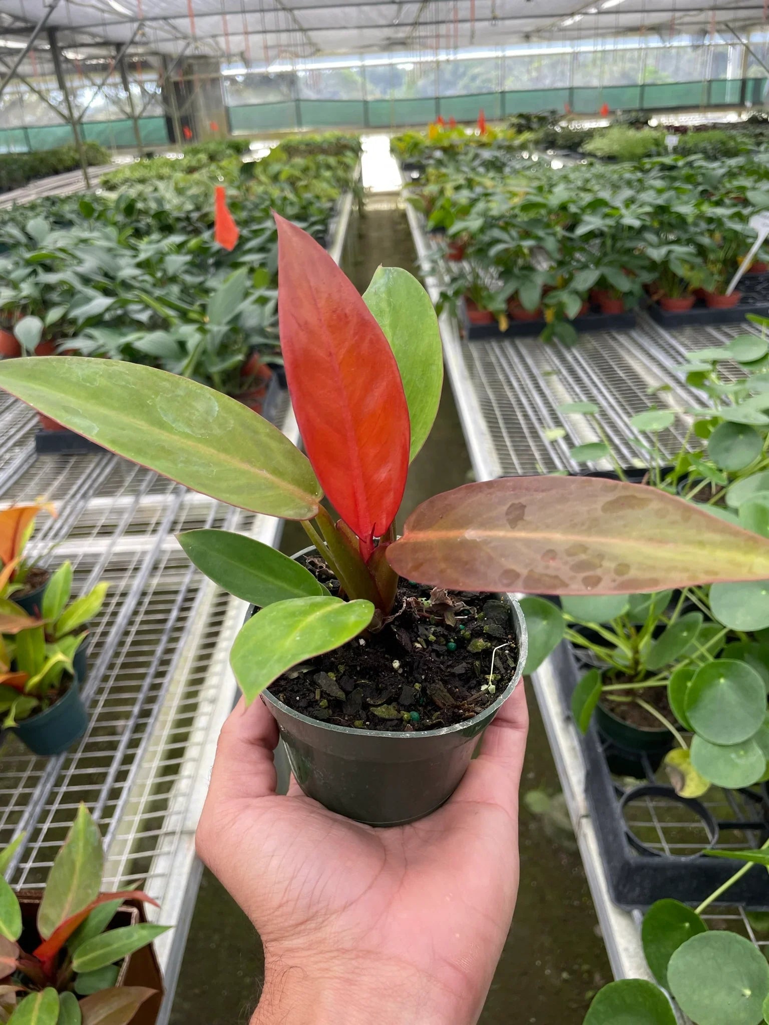 philodendron sunlight plant Philodendron 'Sun Red' – Mickey Hargitay Plants