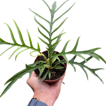 Load image into Gallery viewer, Philodendron &#39;Tortum&#39;
