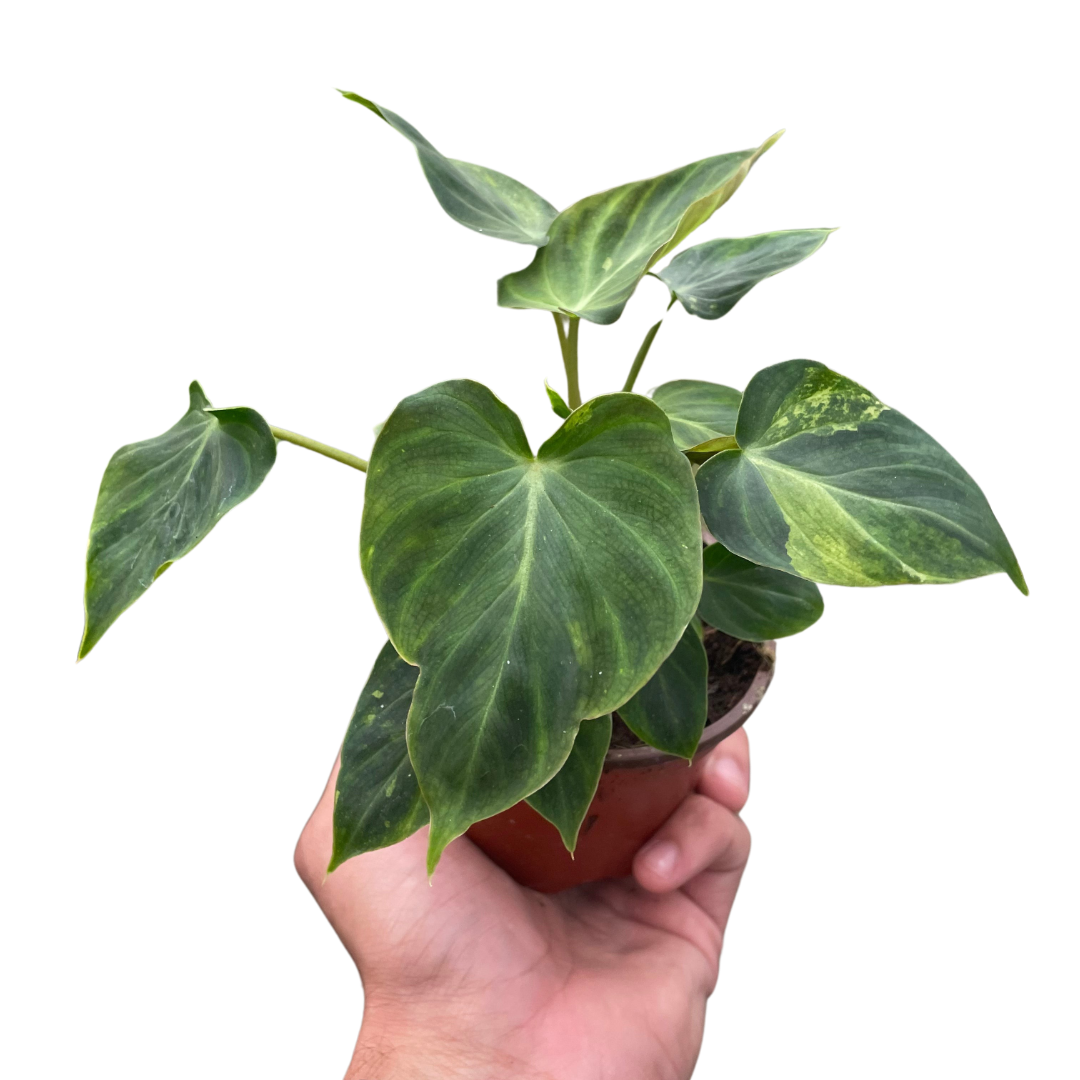 common name for philodendron Philodendron 'Verrucosum'