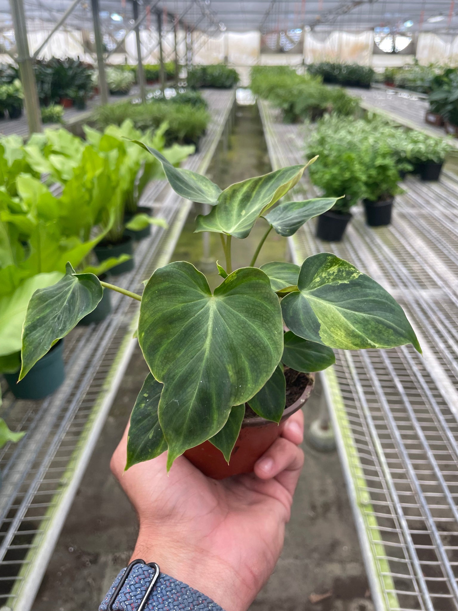 philodendron verrucosum san miguel Philodendron 'Verrucosum' – Mickey Hargitay Plants