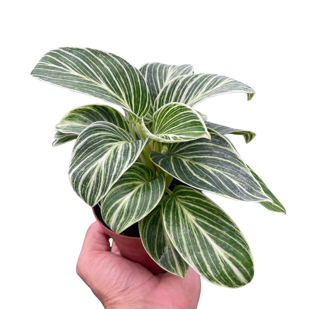 common name for philodendron Philodendron White Measure