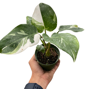 philodendron common name Philodendron 'White Princess'