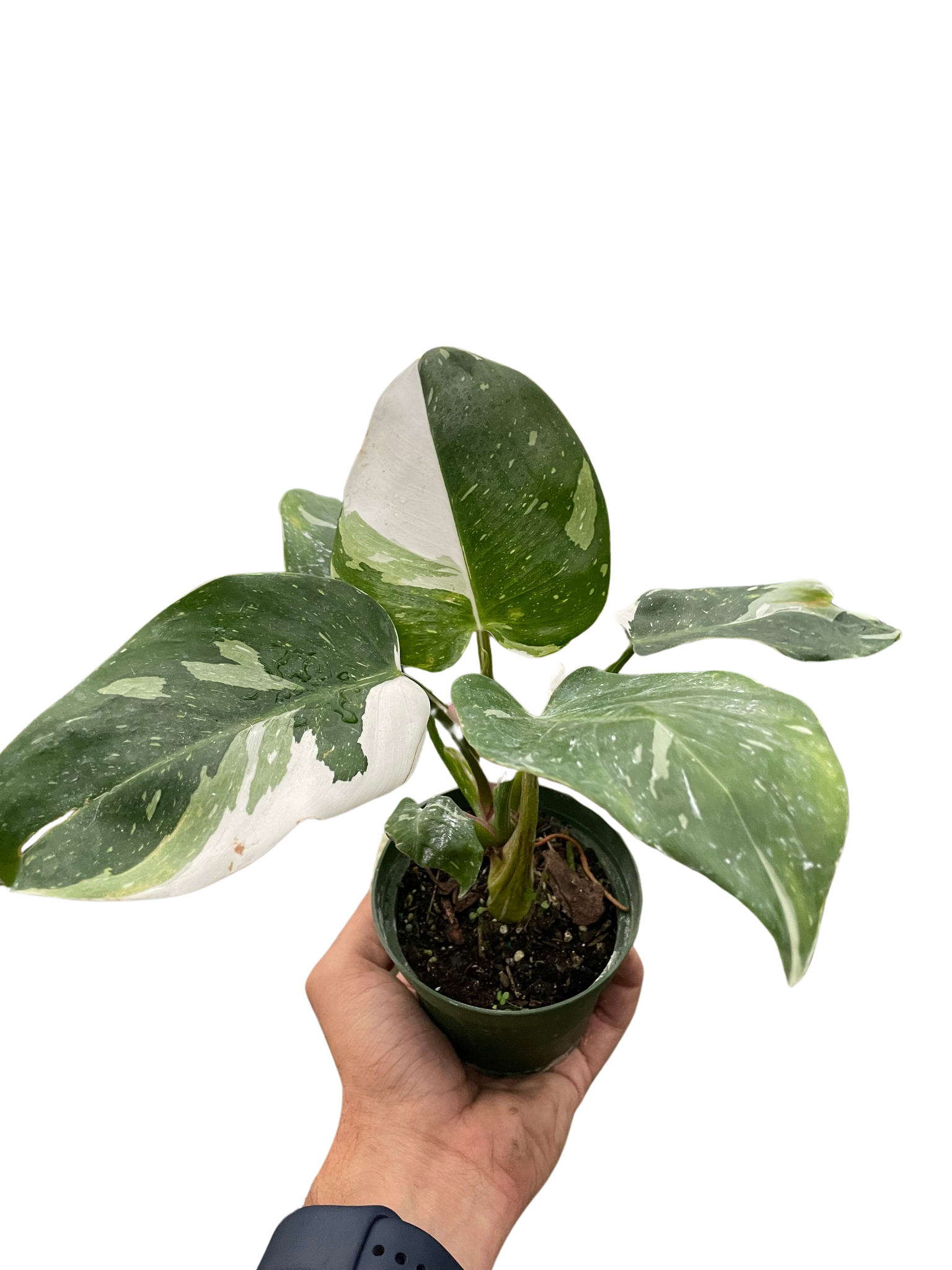 philodendron mickey mouse Philodendron 'White Princess' – Mickey Hargitay Plants