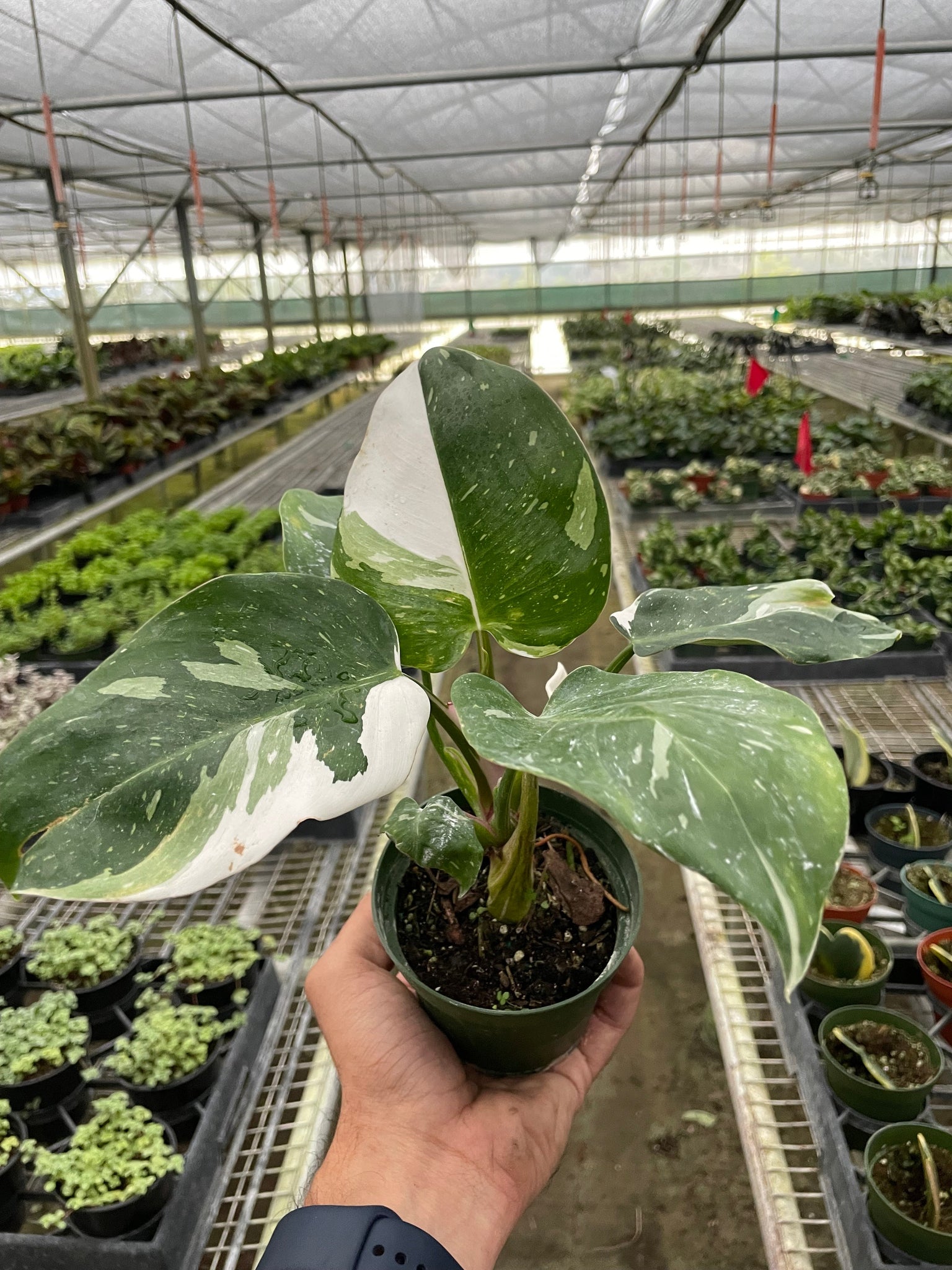 philodendron erubescens white knight Philodendron 'White Princess' – Mickey Hargitay Plants